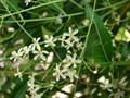Azadirachta indica